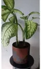 Sprayfarbe Mit Rost-Effekt 400 Ml Matt Maton Produktbild-Vorschau 6