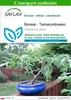 SAFLAX - Bonsai - Tamaryndowiec - 4 Nasiona - Z podłożem Podgląd zdjęcia produktu 1
