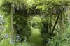 Wisteria sinensis, Chinesischer Blauregen, 40–60 cm Produktbild-Vorschau 9