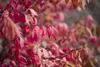 Euonymus alatus, Flügel-Spindelstrauch, 40–60 cm, leuchtend Produktbild-Vorschau 1