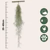 Spanisches Moos - 3 Stk - Tillandsia usneoides - Höhe Produktbild-Vorschau 2