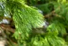 Sequoiadendron giganteum, Bergmammutbaum, 50–60 cm Produktbild-Vorschau 13