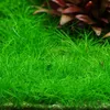 Gräser Set mit 3 Gras Pflanzen Aquariumpflanzen Set 130 Produktbild-Vorschau 5