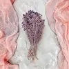 Lonas (Lonas Annua) - Flieder Produktbild-Vorschau 3