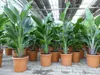 Strelitzia Strelitzie weiß Augusta 160 - 180 cm, Produktbild-Vorschau 1