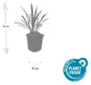 Glöckchentraube - Erba delle orchidee - Liriope muscari Anteprima dell’immagine prodotto 4