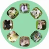 Kleine Diashow Tierbabys Produktbild-Vorschau 3