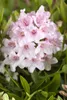 Rhododendron micranthum 'Bloombux' -R-, immergrün, 25–30 cm Produktbild-Vorschau 4