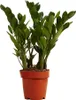 Bloomique - Zamioculcas Zamiifolia - Palmier d'intérieur - Voir les images du produit 1