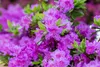 Rhododendron obt. 'Königstein', lila Blüten, 30–40 cm Produktbild-Vorschau 9