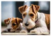 Drahthaar-Foxterrier (Wandkalender 2027 DIN A3 quer), Produktbild-Vorschau 7