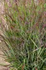 Stauden Gänge 5 x Panicum virgatum 'Shenandoah' im 1 Liter Produktbild-Vorschau 8