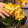 Kolibří orchideje - oranžová zlatá orchidej Phalaenopsis - Náhled obrázku produktu 16