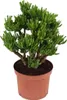Grubosz - Crassula ovata 'Hobbit' - Wysokość 45-50cm - Podgląd zdjęcia produktu 1