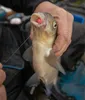 Sonubaits Spike'um Wafters Fluoro 8mm 40g pellet Anteprima dell’immagine prodotto 8