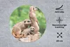 MuchoWow® Mauspad Mousepad Erdmännchen - Baumstumpf - Produktbild-Vorschau 2