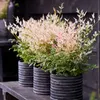 Green boutiQ - Plante de jardin - Nandina Twilight - Voir les images du produit 4