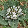 Mandragora (Mandragora officinarum)  - 3 semi Anteprima dell’immagine prodotto 1