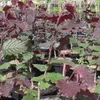 Haselnuss Maxima purpurea, sehr schönes rotes Laub, als Produktbild-Vorschau 2