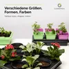 Garronda Mini Gewächshaus Anzuchtkasten Pflanzen im Produktbild-Vorschau 6