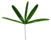 Rhapis excelsa - palma bambusowa - doniczka 21 cm - Podgląd zdjęcia produktu 4