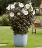 BALDUR Garten 1x Hibiskus 'Carousel Ghost', Pflanze im 9x9 Produktbild-Vorschau 2