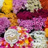 Dackel mit Blume Magnet mit Flaschenöffner rund mit Spruch Produktbild-Vorschau 3