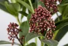 Skimmia japonica 'Rubella', immergrün, rote Knospen, 25–30 Produktbild-Vorschau 1