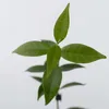 A close-up shot of a small green plant with multiple leaves against a white background. Podgląd zdjęcia produktu