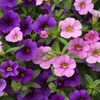 Bloomique - Mix 6 - Calibrachoa - Petunia drobnokwiatowa - Podgląd zdjęcia produktu 5