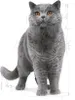 Royal Canin Fbn British Shorthair 10Kg, 550756464 Podgląd zdjęcia produktu 8