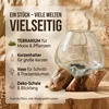 AlPa Living Großes Windlicht Glas auf Wurzelholz – Vase & Produktbild-Vorschau 5