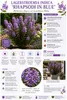 Lagerstroemia indica Rhapsody in Blue 40–60 cm – Violette Produktbild-Vorschau 2