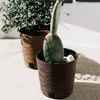 Two potted plants, a cactus and a leafy plant, sit on a light-colored surface in what appears to be an outdoor setting. Produktbild-Vorschau