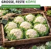 Winterblumenkohl Walcheren Samen - Brassica oleracea Produktbild-Vorschau 5