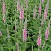 6 x Ehrenpreis  - Veronica 'Pink Damask'  | Topf 9cm x 9cm Produktbild-Vorschau 2