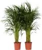 Areka - 2 szt - Dypsis lutescens - Wysokość 100-120cm - Podgląd zdjęcia produktu 1