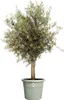 elho® Algarve Pflanzkübel Cilindro Thymiangrün Ø 58 cm mit Produktbild-Vorschau 3