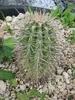 Saguaro-Kaktus (Carnegiea gigantea)  - 10 Samen Produktbild-Vorschau 3