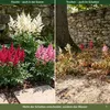 Stauden Gänge 3 x Astilbe Kollektion im 0,5 Liter Topf - Produktbild-Vorschau 5