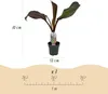 GreenboutiQ - Plante fruitière - Plante bananier - Ensete Voir les images du produit 3