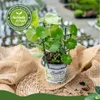 Enseleits Kapuzinerkresse,Tropaeolum majus,frische Kresse Produktbild-Vorschau 2