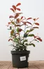 Photinia fraseri 'Red Robin', Glanzmispel, rot, 40–60 cm Produktbild-Vorschau 2