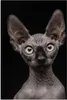 MuchoWow® Poster Katze - Sphynx - Schwarz 120x180 cm - Produktbild-Vorschau 1