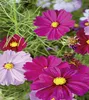 Dürr-Samen - Cosmea Prachtmischung einjährig 100-120 cm - Produktbild-Vorschau 4