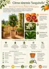 Citrus sinensis Sanguinello 120–140 cm – drzewko pomarańczy Podgląd zdjęcia produktu 2