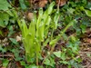 Stauden Gänge 10 x Phyllitis scolopendrium 'Angustifolium' Produktbild-Vorschau 4
