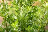 Ilex crenata 'Robustico', Japanische Stechpalme, immergrün, Produktbild-Vorschau 6