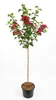 Crataegus laevigata ‘Paul’s Scarlet’ – Rotdorn Stämmchen Produktbild-Vorschau 1
