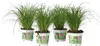Cibora - 4 szt - Cyperus zumula - Wysokość 30-40cm - ⌀12cm Podgląd zdjęcia produktu 1